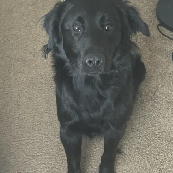 Amazon sitting on the carpet, looking up at the camera