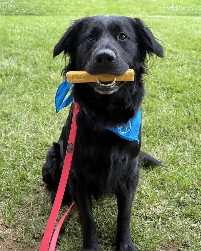 Amazon, a black Golden Retriever and German Shepherd mix, sitting in the grass with a yak chew in her mouth and a blue bandana